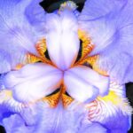 Irismania1957: Everything You Need to Know