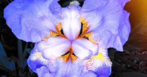 Irismania1957: Everything You Need to Know